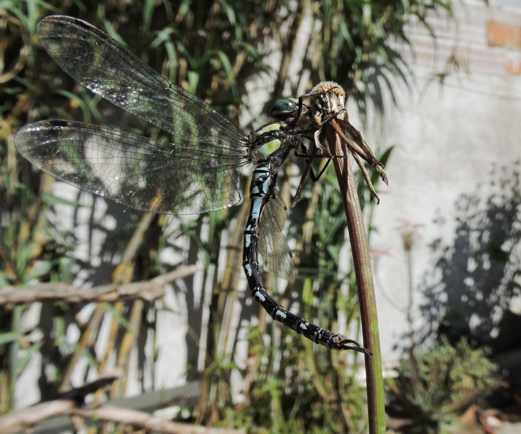 da identificare: Caliaeschna microstigma